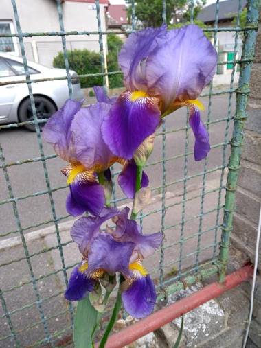 Prague Retro Challenge and Garden