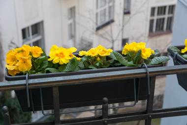 Luxury Apartment Maiselova