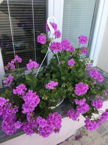 Apartmány na Šumavě