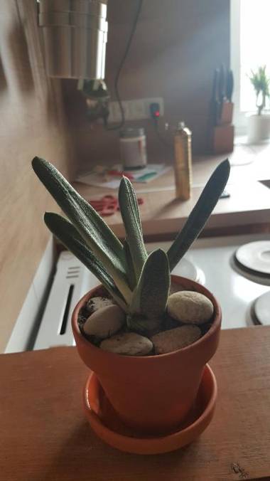 Apartmány za sakurou