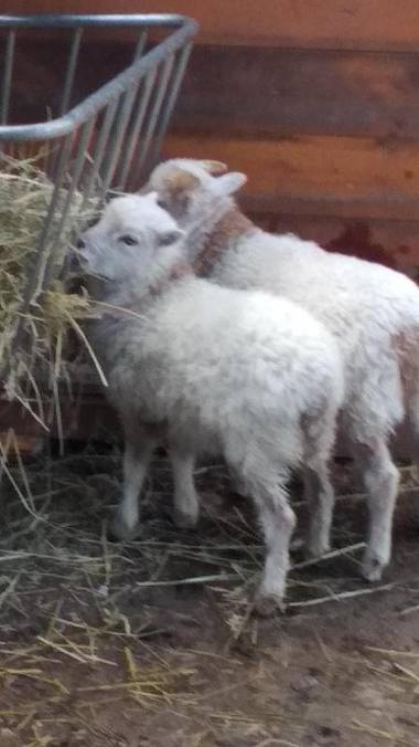 Ubytování v Tučapech 96