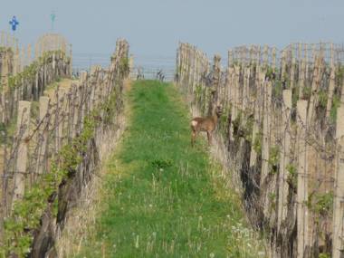 Penzion a Restaurace Na Záložně