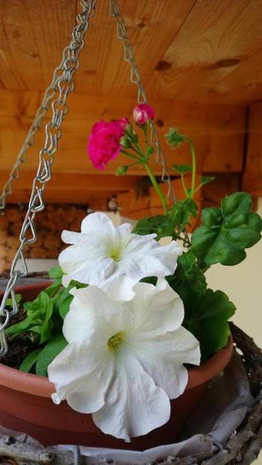 Forest Rustic Apartment Brdy