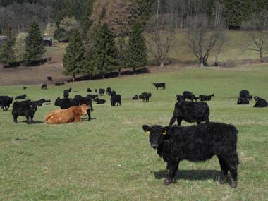 Apartment Ramzová Adam 25