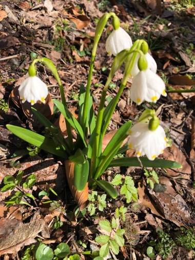 Roubenka Bratrouchov