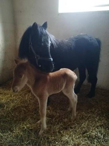 Ferienbauernhof Mehlbach