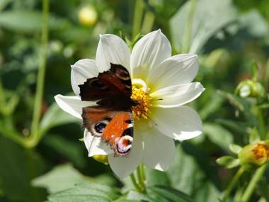 Ferienwohnungen Familie Junge