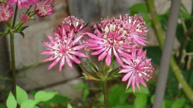 Ferienwohnung Haßmüller
