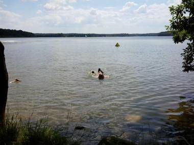 Holzmichel _ Pinocchio