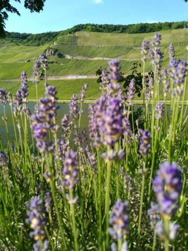 Ferienwohnungen und Gästezimmer Peter Busch