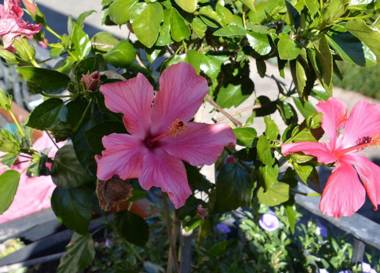 Gästehaus Schwaiger