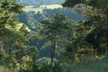 Zum Goldenen Schaf II