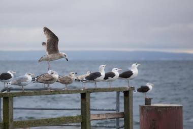 Koopmanns Hotel und Lädchen