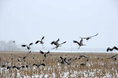 Villa Karola Ferienwohnung 45403