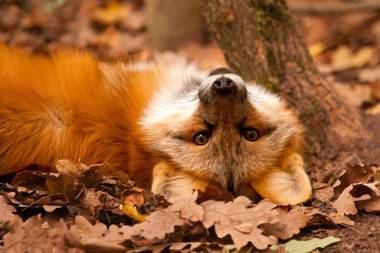 Erlebnispark Tripsdrill Natur-Resort