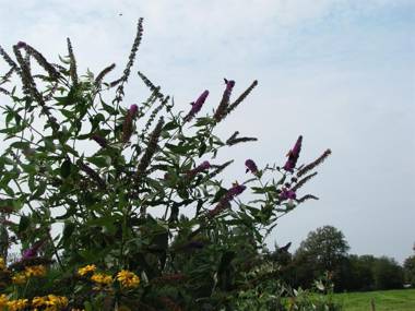 Urlaubsdomizil im Grünen