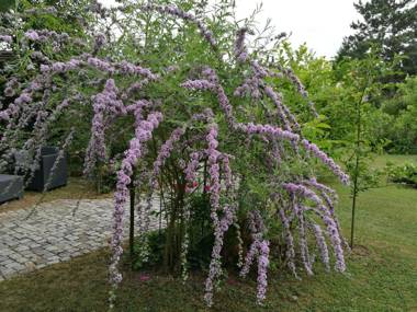 Apartment HAUS MERLIN am Böckelsberg