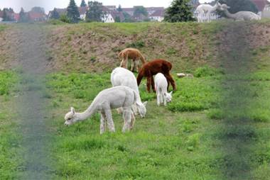 Ferienhaus Ueckermuende VORP 2471