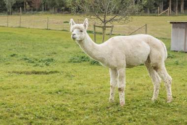 Zapfs Bauernhof Lilie