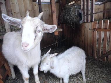 Haus am Osterbrünnl