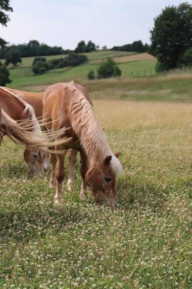 Haflingerhof Galster