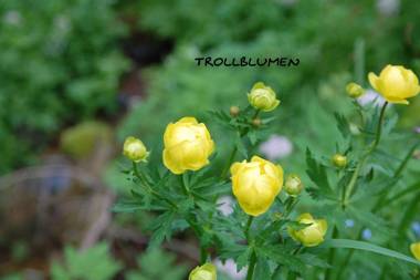 Ferienwohnung Reifberg