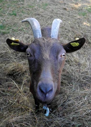 Landhotel Schwarzes Ross