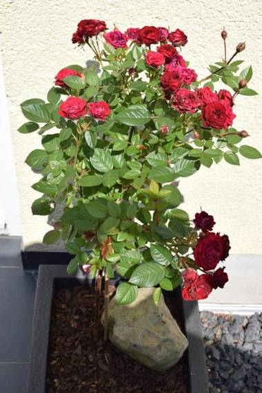 Ferienwohnung Ahrtalblick