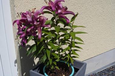 Ferienwohnung Ahrtalblick