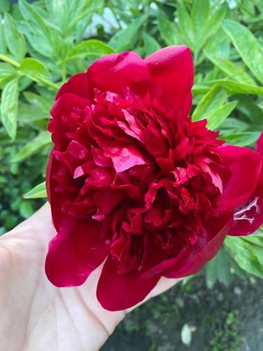 Ferienwohnung- Helena