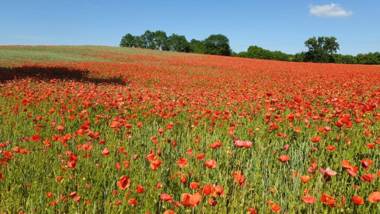 Ferienwohnung Zum Strandvoigt