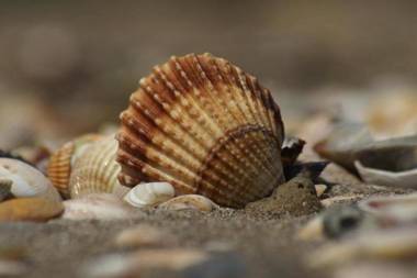 Haus Böhler Muschel