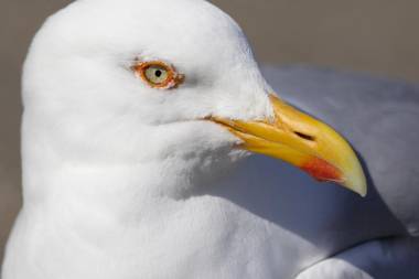NORDSEE Bauernhof Familie Wulff