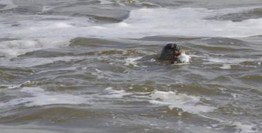 NORDSEE Bauernhof Familie Wulff