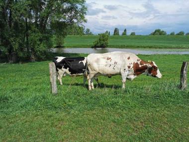 Ferienwohnung Rose Cottage am Niederrhein in Rees Die Seele baumeln lassen