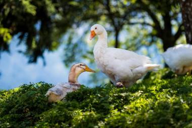 Alpenpension Ettlerlehen