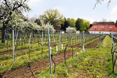 Weingut Haus Steinbach