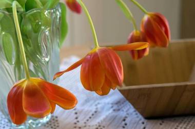 Ferienhaus Bühler Quetsch