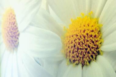 Ferienwohnung-Strandbox-Naehe-Deich-und-Hundestrand