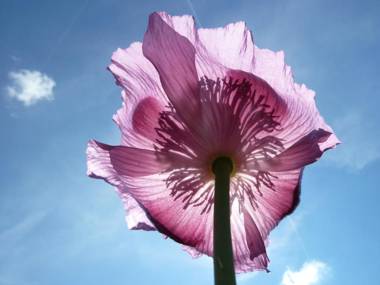 Ferienwohnung Schindler