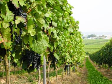 City-Dachapartment Mainz