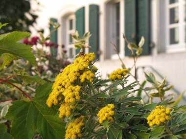 Rhein River Guesthouse - Art Hotel on the Rhine