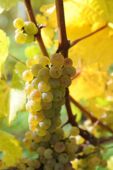 Ferienweingut Wolfgang Adamy