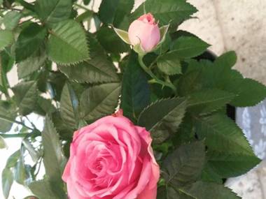 Modern apartment with 2 bathrooms in Lirstal