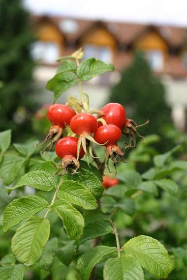Landhotel Reckenberg