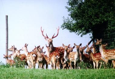 Gasthof Schneiderwirt Kipfenberg OT Hirnstetten