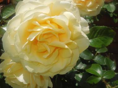 Ferienwohnung Nissle