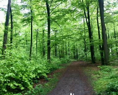 Wilsmann Apartmentvermietung