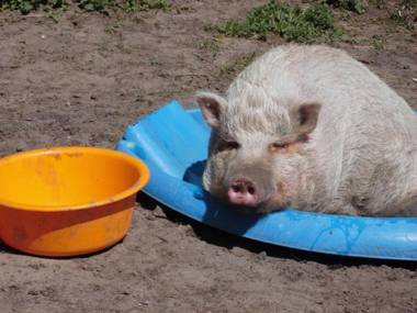 Ferienwohnung-Kribitz-Hodenhagen