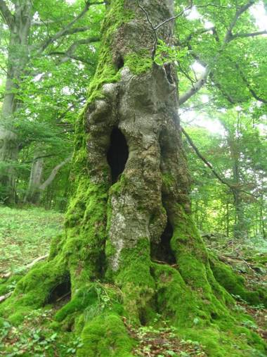 Ferienwohnung Franziska